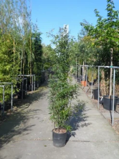 Bamboe (Phyllostachys Nigra) -Tuinplantenwinkel phyllostachys nigra 150 200 c18 1