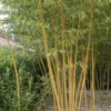 Bamboe (Phyllostachys Vivax 'Aureocaulis')