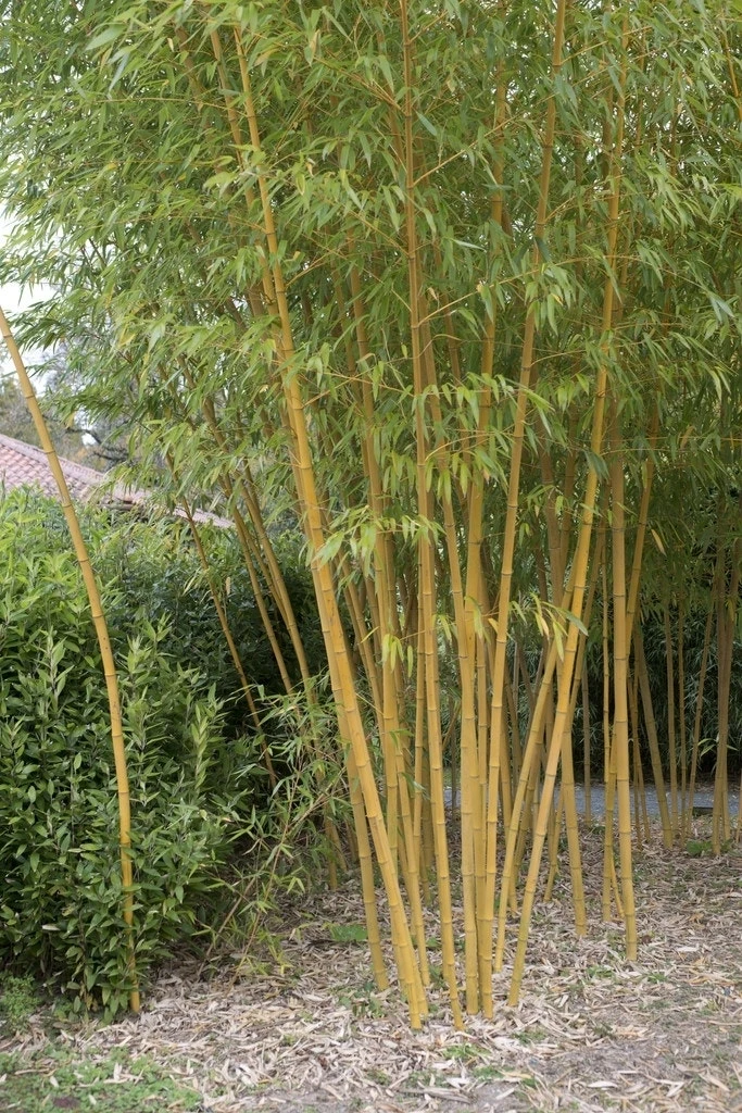 Bamboe (Phyllostachys Vivax 'Aureocaulis') 1 Bamboe (Phyllostachys Vivax 'Aureocaulis')