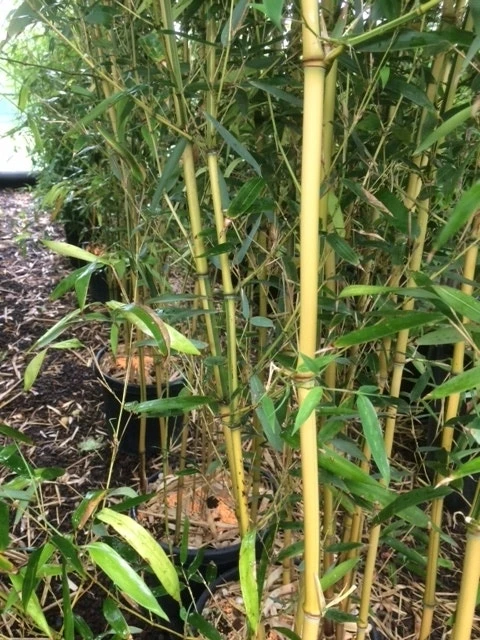 Bamboe (Phyllostachys Aureosulcata 'Spectabilis') 9 Bamboe (Phyllostachys Aureosulcata 'Spectabilis') - Afbeelding 9