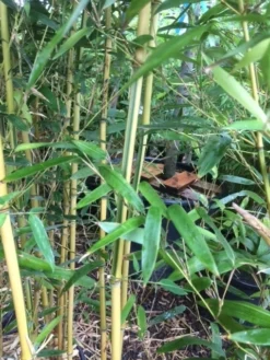 Bamboe (Phyllostachys Aureosulcata 'Spectabilis') 20 Bamboe (Phyllostachys Aureosulcata 'Spectabilis') -Tuinplantenwinkel phyllostahys spectabilis 3