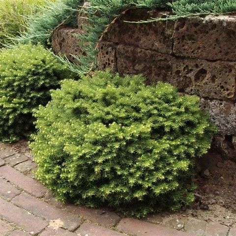 Kussenspar (Picea Abies 'Little Gem') 3 Kussenspar (Picea Abies 'Little Gem') - Afbeelding 3