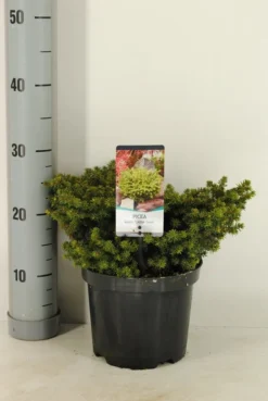Kussenspar (Picea Abies 'Little Gem')