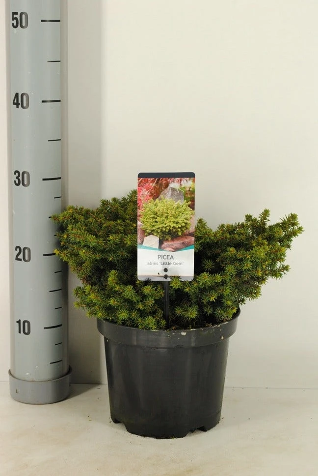 Kussenspar (Picea Abies 'Little Gem') 1 Kussenspar (Picea Abies 'Little Gem')