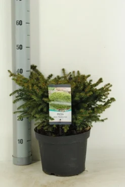 Spar (Picea Abies 'Nidiformis') 6 Spar (Picea Abies 'Nidiformis') -Tuinplantenwinkel picea abies nidiformis c5 m