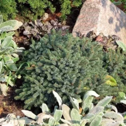 Dwergspar (Picea Glauca 'Echiniformis') 7 Dwergspar (Picea Glauca 'Echiniformis') -Tuinplantenwinkel picea glauca echiniformis