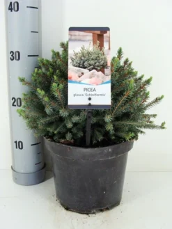 Dwergspar (Picea Glauca 'Echiniformis') 6 Dwergspar (Picea Glauca 'Echiniformis') -Tuinplantenwinkel picea glauca echiniformis zomer c3 m