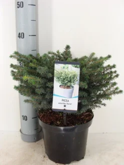 Servische Spar (Picea Omorika 'Karel') -Tuinplantenwinkel picea omorika karel winter c3 m