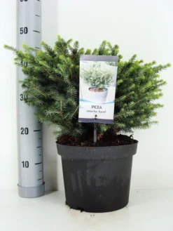 Servische Spar (Picea Omorika 'Karel') -Tuinplantenwinkel picea omorika karel zomer c5 m