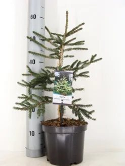 Kaukasische Spar (Picea Orientalis 'Aureospicata') 10 Kaukasische Spar (Picea Orientalis 'Aureospicata') -Tuinplantenwinkel picea orientalis aureospicata winter c3 m