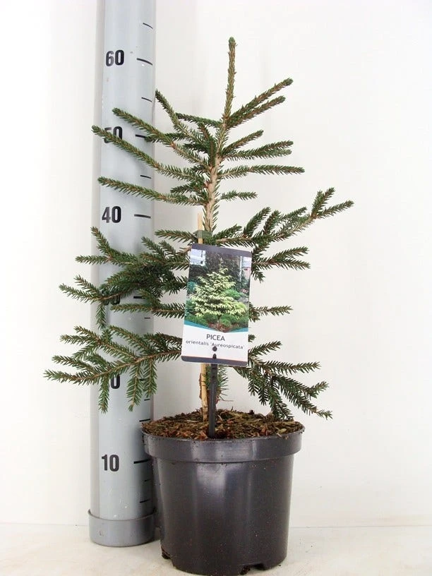 Kaukasische Spar (Picea Orientalis 'Aureospicata') 4 Kaukasische Spar (Picea Orientalis 'Aureospicata') - Afbeelding 4