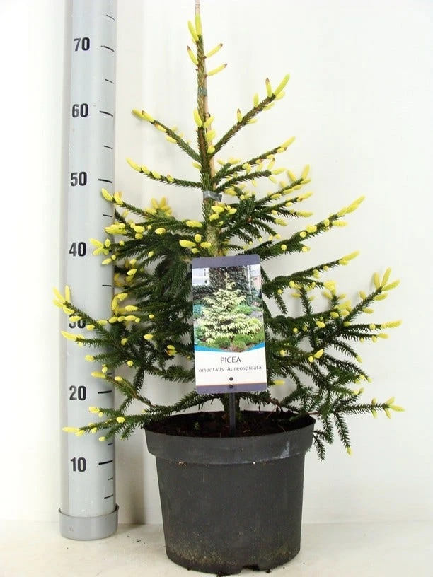 Kaukasische Spar (Picea Orientalis 'Aureospicata') 5 Kaukasische Spar (Picea Orientalis 'Aureospicata') - Afbeelding 5