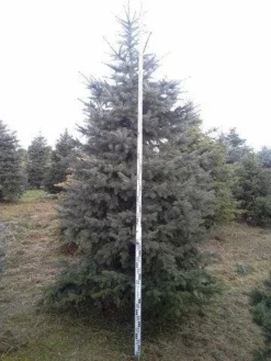 Blauwspar (Picea Pungens 'Glauca') 12 Blauwspar (Picea Pungens 'Glauca') -Tuinplantenwinkel picea p glauca 350