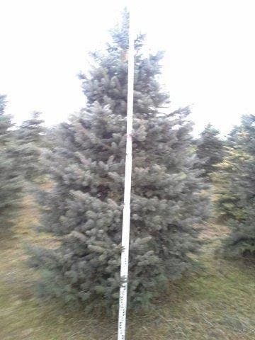 Blauwspar (Picea Pungens 'Glauca') 7 Blauwspar (Picea Pungens 'Glauca') - Afbeelding 7