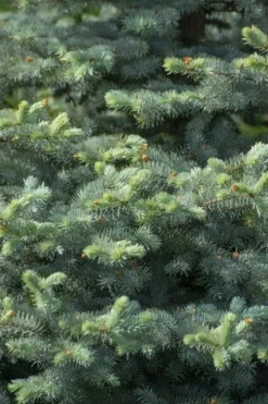 Blauwspar (Picea Pungens 'Blue Diamond')