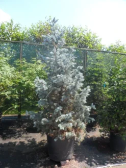 Spar (Picea Pungens 'Hoopsii') 13 Spar (Picea Pungens 'Hoopsii') -Tuinplantenwinkel picea pungens hoopsii 175 200 250