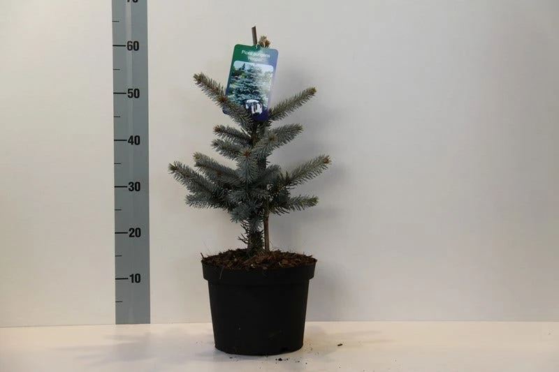 Spar (Picea Pungens 'Hoopsii') 3 Spar (Picea Pungens 'Hoopsii') - Afbeelding 3