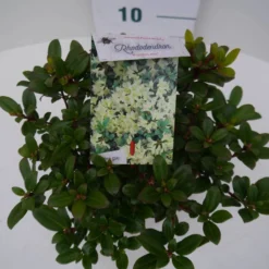 Dwergrhododendron (Rhododendron 'Princess- Anne') -Tuinplantenwinkel pincess ann c2 boven 1