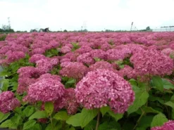 Hortensia (Hydrangea 'Pink Annabelle') -Tuinplantenwinkel pink annabelle 1