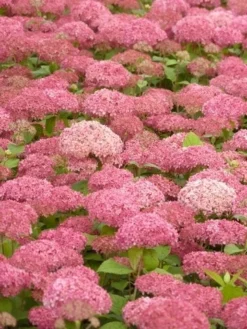 Hortensia (Hydrangea 'Pink Annabelle') -Tuinplantenwinkel pink annabelle 2