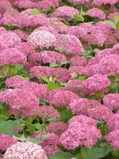 Hortensia (Hydrangea 'Pink Annabelle') -Tuinplantenwinkel pink annabelle 3