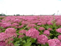 Hortensia (Hydrangea 'Pink Annabelle') -Tuinplantenwinkel pink annabelle 4