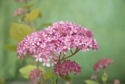 Hortensia (Hydrangea 'Pink Annabelle') -Tuinplantenwinkel pink annabelle 8