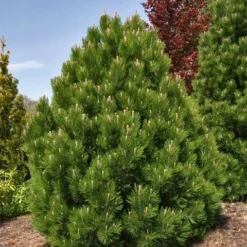 Dwerg Bergden (Pinus Mugo 'Wintergold') -Tuinplantenwinkel pinus heldreichii compact gem 1