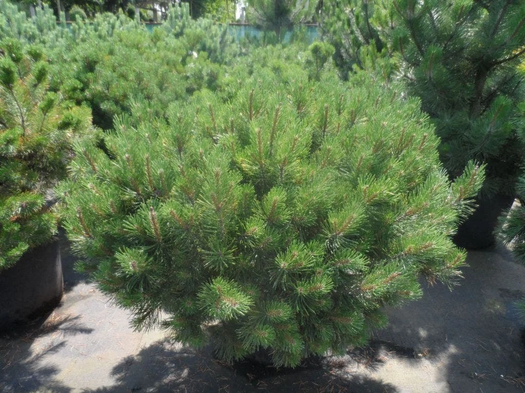 Bergden (Pinus Mugo Mughus) 4 Bergden (Pinus Mugo Mughus) - Afbeelding 4