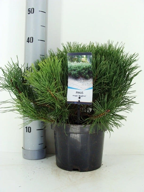 Bergden (Pinus Mugo Mughus) 9 Bergden (Pinus Mugo Mughus) - Afbeelding 9