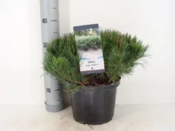 Bergden (Pinus Mugo Mughus) -Tuinplantenwinkel pinus mugo mughus c5 m 2