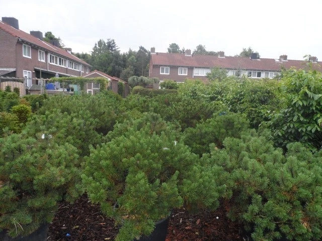 Bergden (Pinus Mugo Mughus) 6 Bergden (Pinus Mugo Mughus) - Afbeelding 6