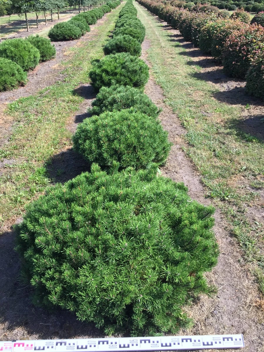 Bergden Als Bolvorm (Pinus Mugo 'Mugo') 2 Bergden Als Bolvorm (Pinus Mugo 'Mugo') - Afbeelding 2