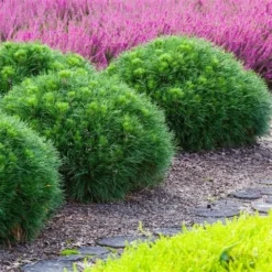 Dwerg Bergden (Pinus Mugo 'Varella') -Tuinplantenwinkel pinus mugo varella