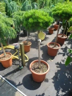 Den Op Stam (Pinus Nigra 'Brepo') -Tuinplantenwinkel pinus nigra brepo 60 80stam c20