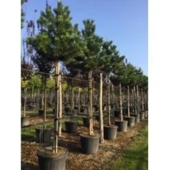 Oostenrijkse Den Als Boom (Pinus Nigra Nigra) -Tuinplantenwinkel pinus nigra nigra 18 20 1