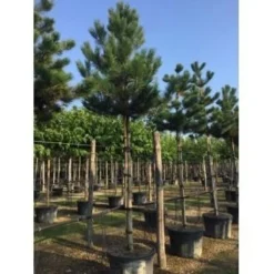 Oostenrijkse Den Als Boom (Pinus Nigra Nigra) 35 Oostenrijkse Den Als Boom (Pinus Nigra Nigra) -Tuinplantenwinkel pinus nigra nigra 20 25
