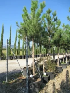 Oostenrijkse Den Als Boom (Pinus Nigra Nigra) -Tuinplantenwinkel pinus nigra nigra 20 25 3 1