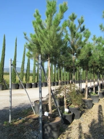 Oostenrijkse Den Als Boom (Pinus Nigra Nigra) 14 Oostenrijkse Den Als Boom (Pinus Nigra Nigra) - Afbeelding 14