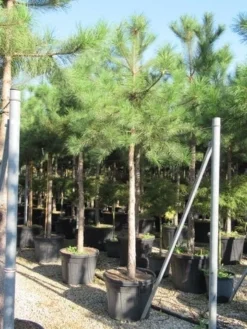Oostenrijkse Den Als Boom (Pinus Nigra Nigra) -Tuinplantenwinkel pinus nigra nigra 20 25 4 1