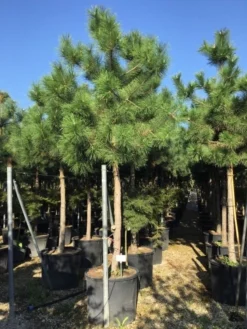 Oostenrijkse Den Als Boom (Pinus Nigra Nigra) 24 Oostenrijkse Den Als Boom (Pinus Nigra Nigra) -Tuinplantenwinkel pinus nigra nigra 2025