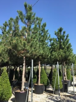 Oostenrijkse Den Als Boom (Pinus Nigra Nigra) -Tuinplantenwinkel pinus nigra nigra 30 35 1