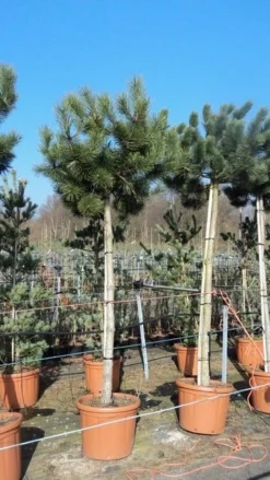 Oostenrijkse Den Als Boom (Pinus Nigra Nigra) -Tuinplantenwinkel pinus nigra nigra stamboom 250 300 1