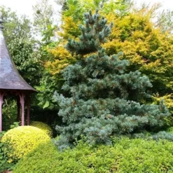 Blauwe Japanse Den (Pinus Parviflora 'Glauca') -Tuinplantenwinkel pinus parviflora glauca