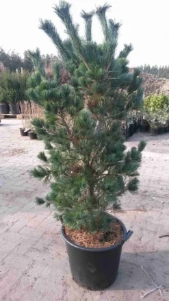 Blauwe Japanse Den (Pinus Parviflora 'Glauca')