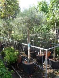 Parasolden Op Stam (Pinus Pinea) 18 Parasolden Op Stam (Pinus Pinea) -Tuinplantenwinkel pinus pinea 120 150stam c50
