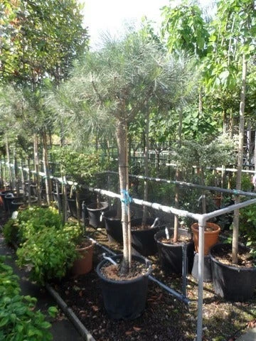 Parasolden Op Stam (Pinus Pinea) 8 Parasolden Op Stam (Pinus Pinea) - Afbeelding 8