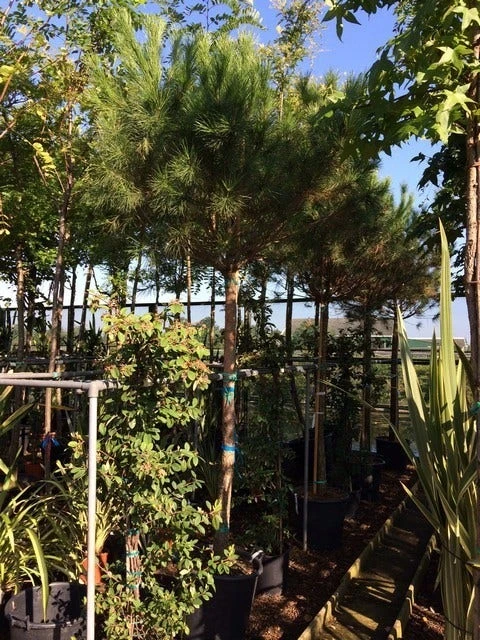 Parasolden Op Stam (Pinus Pinea) 11 Parasolden Op Stam (Pinus Pinea) - Afbeelding 11