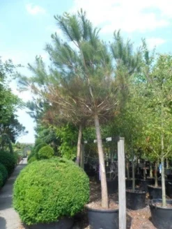 Parasolden Op Stam (Pinus Pinea) 15 Parasolden Op Stam (Pinus Pinea) -Tuinplantenwinkel pinus pinea 30 40ho c350