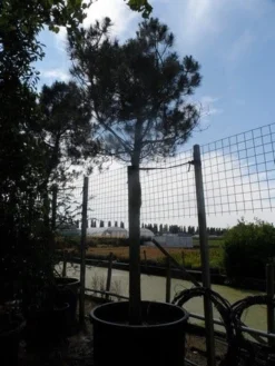 Parasolden Op Stam (Pinus Pinea) 17 Parasolden Op Stam (Pinus Pinea) -Tuinplantenwinkel pinus pinea 35 40 ho c750